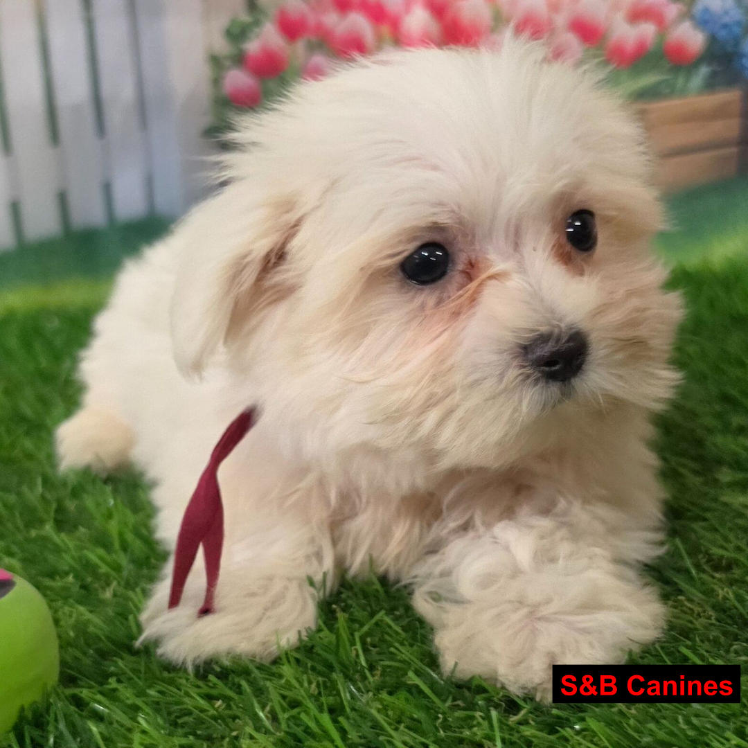 Puppy Image